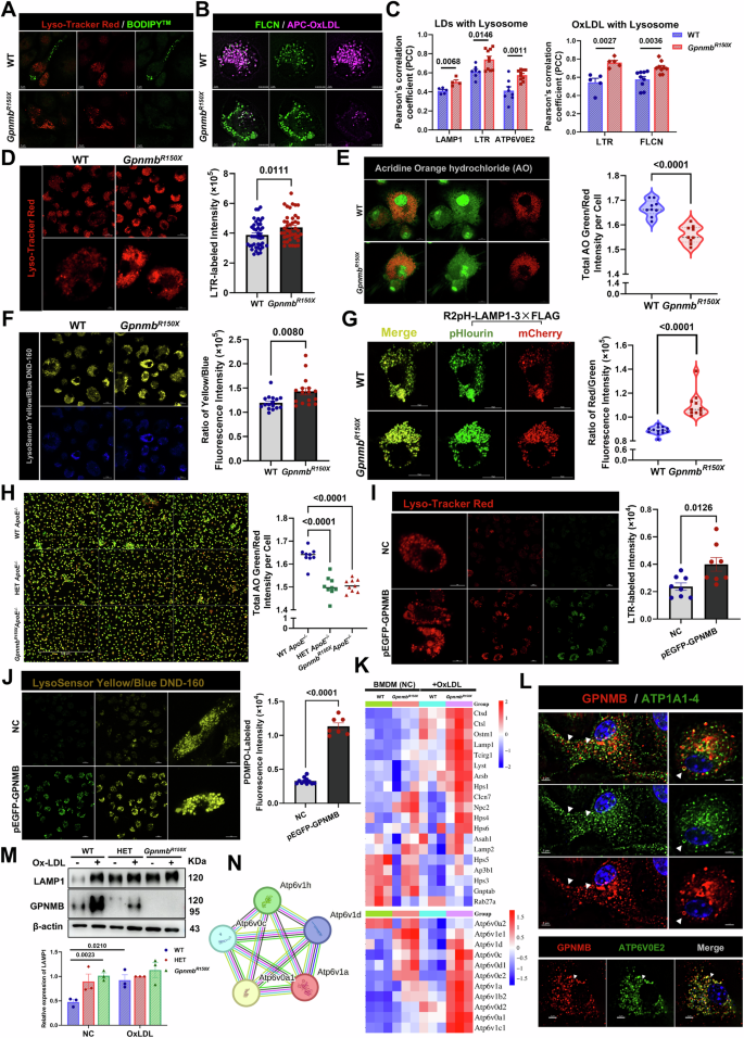 Fig. 7: GPNMB-mutation facilitated lysosome-mediated lipolysis in macrophages.
