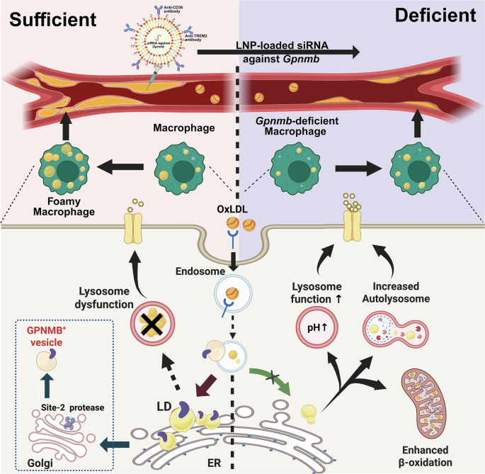 Fig. 9: Regulation of lipoprotein processing by GPNMB in foamy macrophages.
