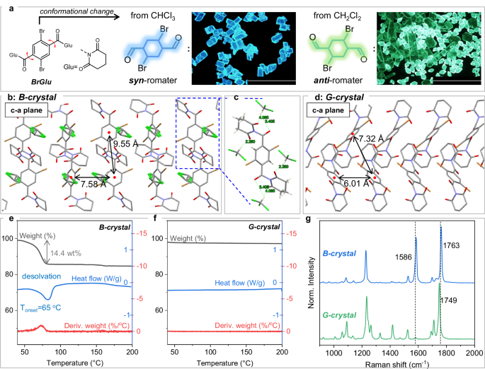 Fig. 2: Structural characterization of BrGlu in two crystalline states.