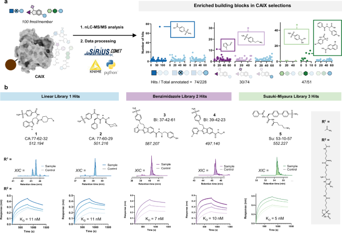 Fig. 4: Identification and validation of ligands against CAIX.