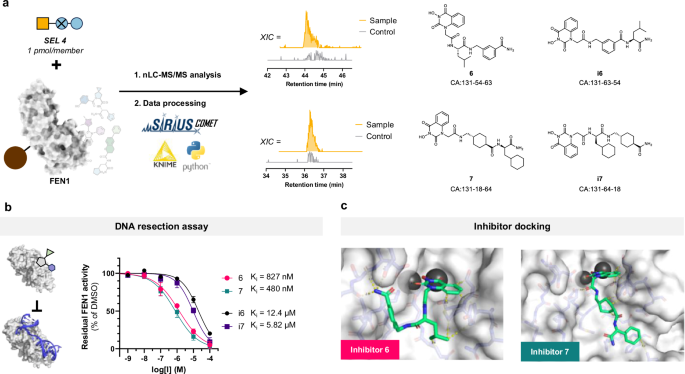 Fig. 5: Identification and validation of ligands against FEN1.