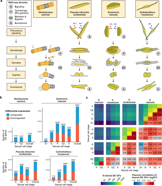 Fig. 1: Sexual stages, differential expression analysis and data integration of four diatom species.