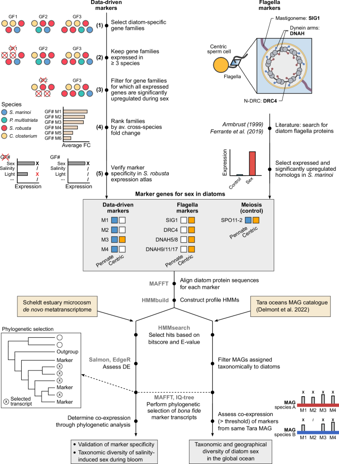 Fig. 2: Computational pipeline for the discovery of marker genes for sex and their detection in metatranscriptomic datasets.
