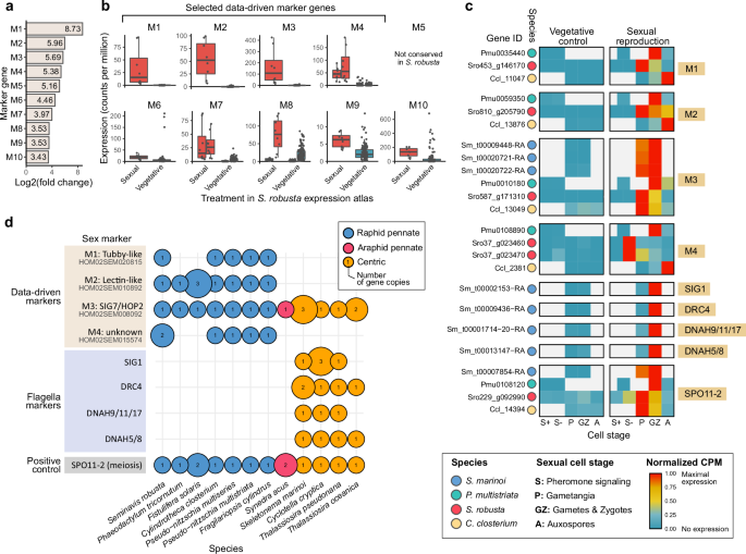 Fig. 3: Sex specificity, timing and species distribution of sexual reproduction markers.