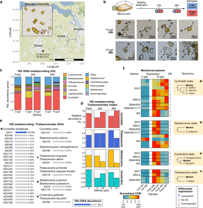 Fig. 4: Detection of marker genes for sexual reproduction during a microcosm metatranscriptome experiment.