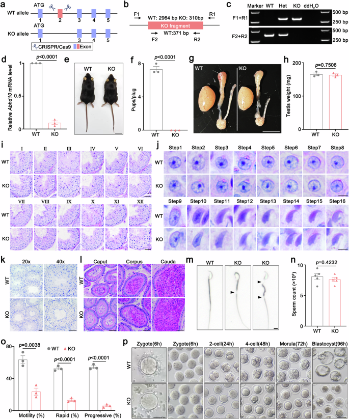 Fig. 2: ABHD10 is indispensable for male fertility.