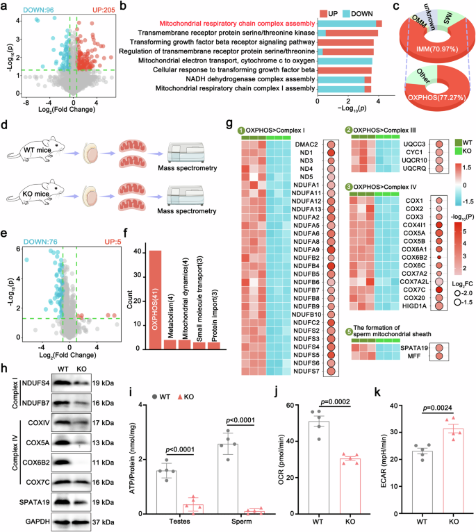 Fig. 4: The OXPHOS was significantly disrupted in Abhd10 knockout mice.