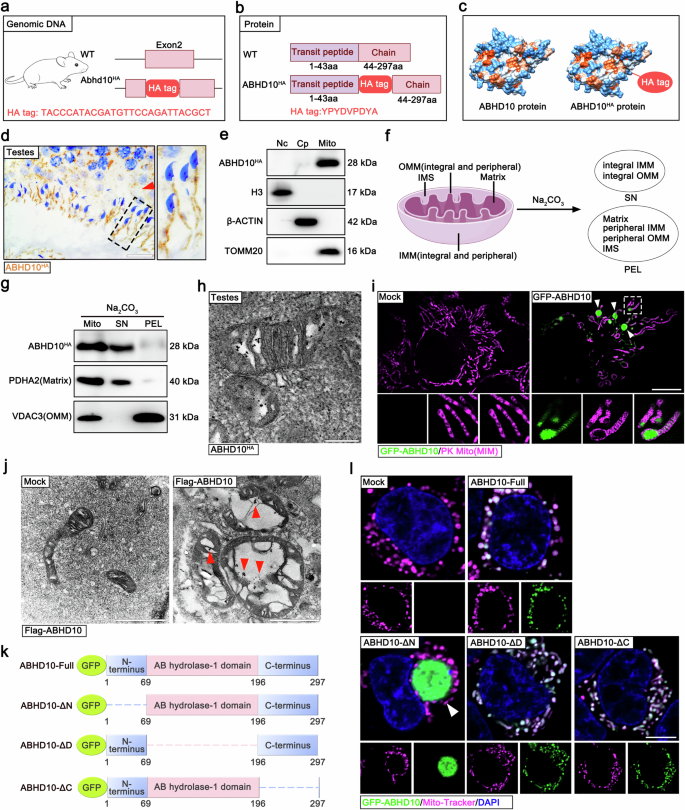 Fig. 5: The N-terminus of ABHD10 is required for its mitochondrial localization.