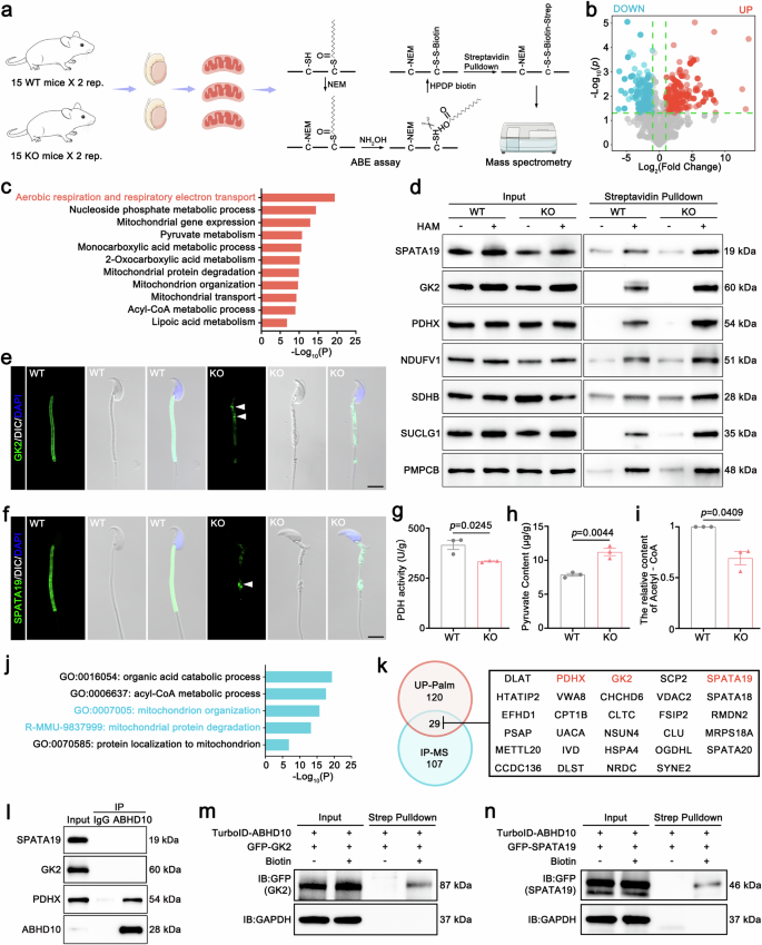 Fig. 6: The S-palmitoylation was elevated in Abhd10 knockout mice.