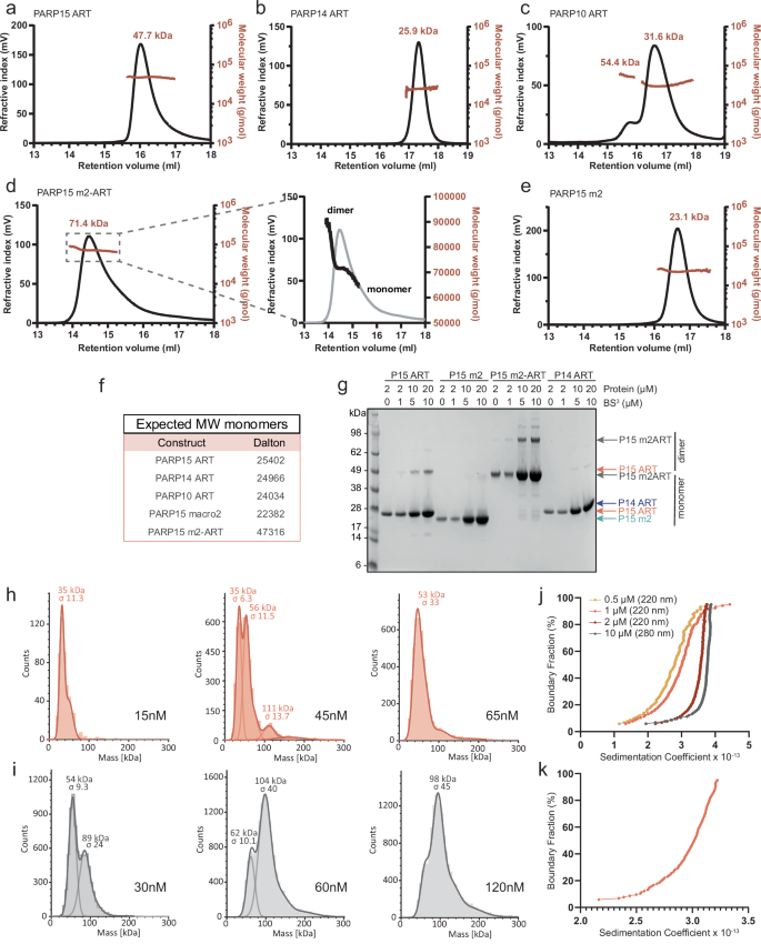 Fig. 1: PARP15 dimerizes via its ART domain.