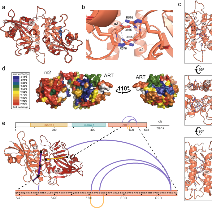 Fig. 2: A combination of experimental and computational tools defines the dimer interface.
