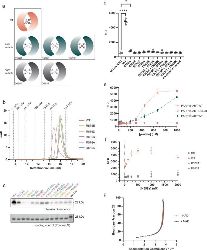 Fig. 3: PARP15 is active as a dimer in vitro.