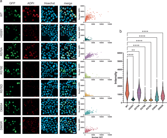Fig. 4: Dimer interface mutations compromise PARP15 activity in cells.