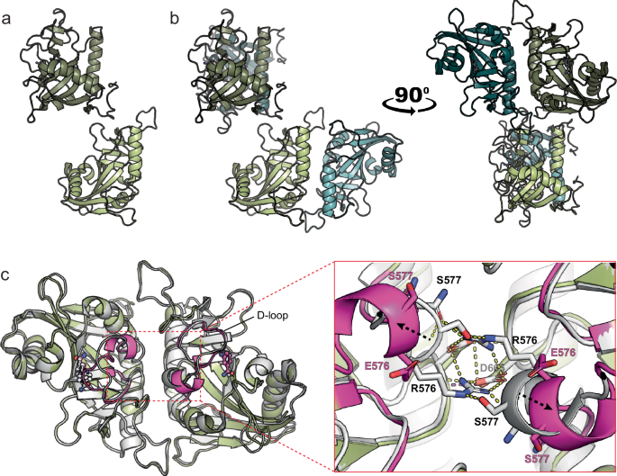 Fig. 5: Crystal structure unveils the effect of the R576E mutation on the interface interaction network and its role in anchoring of the D-loop.