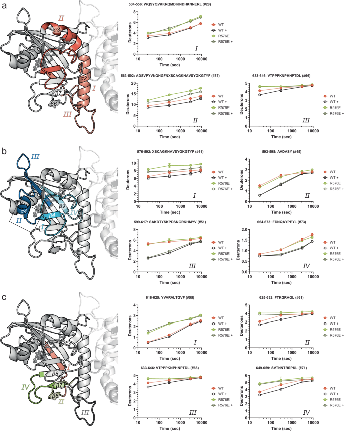 Fig. 6: HDX-MS provides insights into the in-solution differences between wild-type PARP15 and the monomeric R576E mutant.