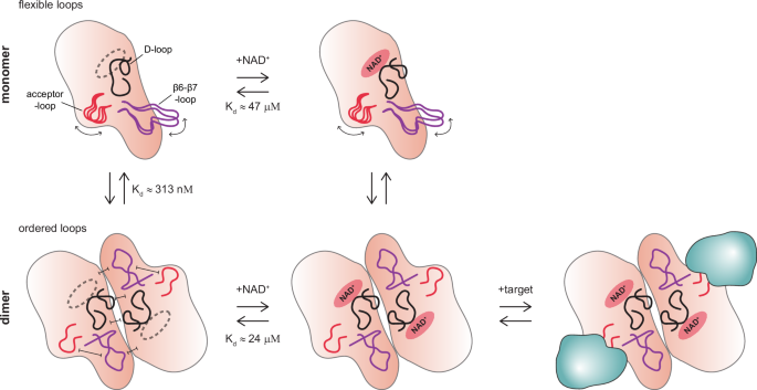 Fig. 7: Dimerization prepares PARP15 for target engagement by stabilizing distinct surface loops.