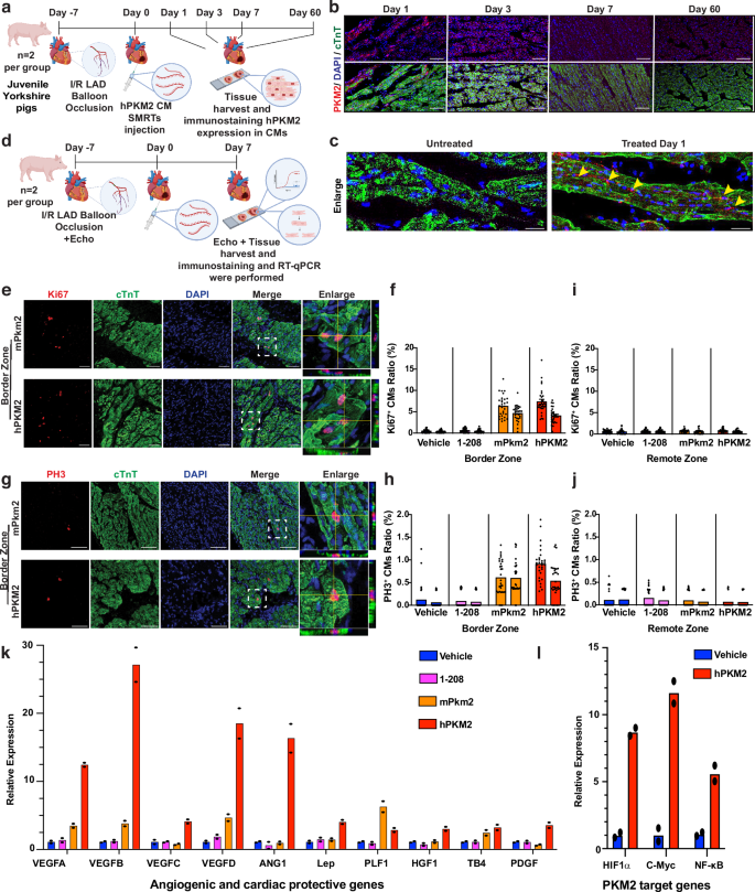 Fig. 2: Human PKM2 CM SMRTs promoted CM cell cycle activity and expression of both angiogenic paracrine factors and cardiac protective genes in a porcine I/R model.
