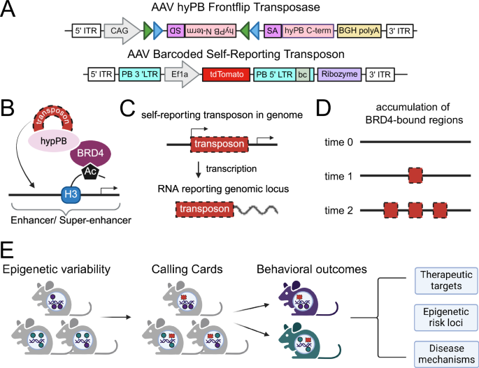 Fig. 1: Paradigm for using Calling Cards to identify genomic loci associated with behavioral outcomes.