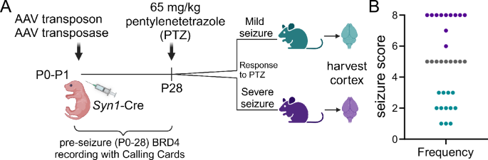 Fig. 2: Mice exhibit variable seizure responses to PTZ administration.
