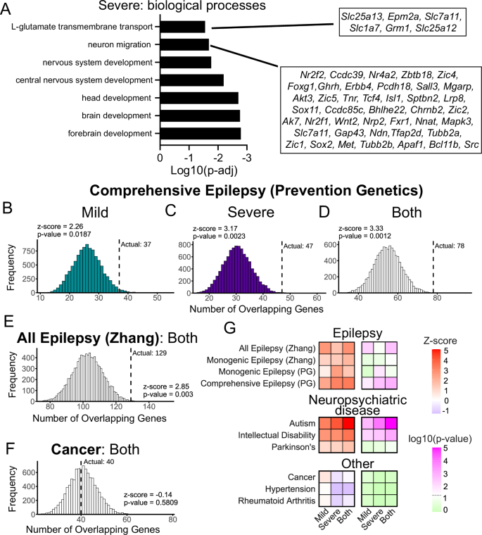 Fig. 4: Seizure response-related genes are enriched in neurodevelopmental genes and linked with human risk for seizure disorders.