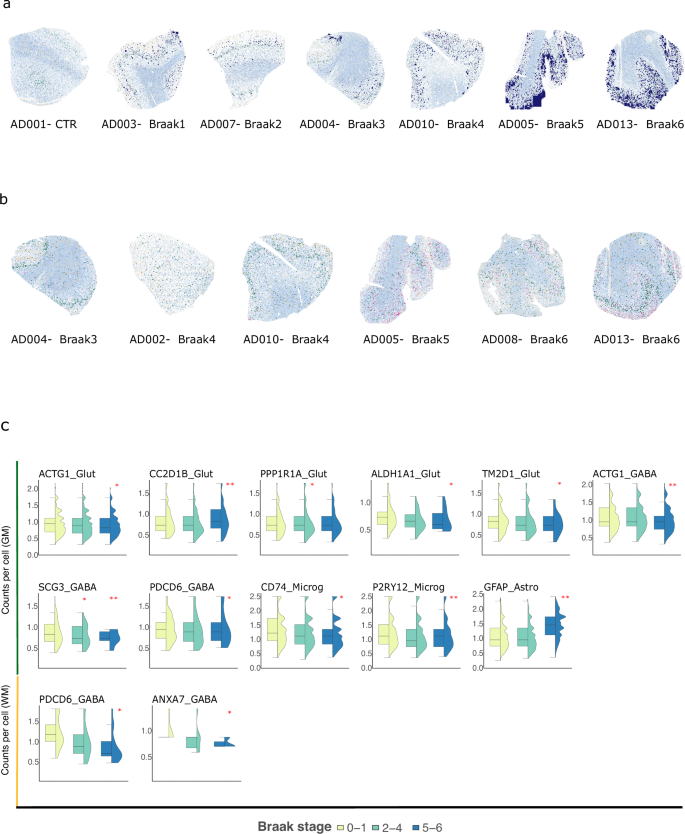 Fig. 4: Characterization of plaque and tangle pathology in brain sections and validation of snRNA-seq derived associations via spatial analysis.
