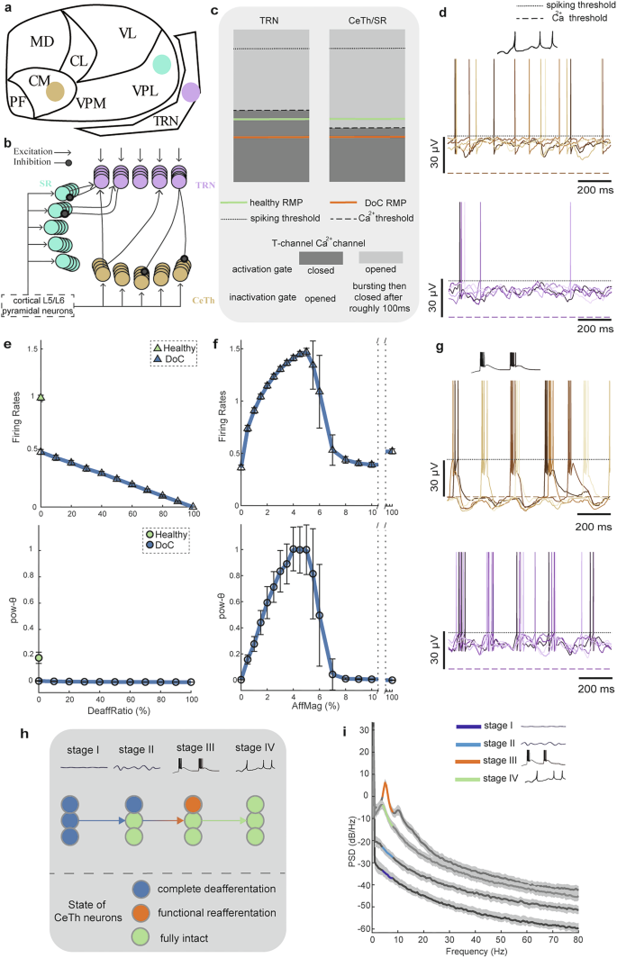 Fig. 4: Network simulation of neural dynamics underlying theta rhythms in CeTh.