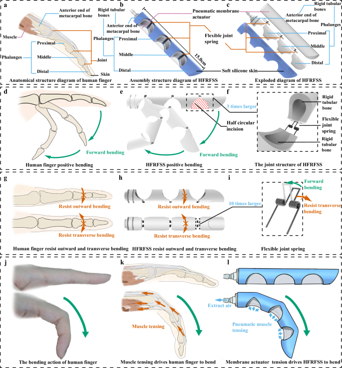 Humanoid finger with rigid-flexible-soft structure | Nature Communications