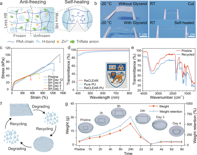 Fig. 2: Multifunctional properties and mechanisms of the ReCLEAR hydrogel.