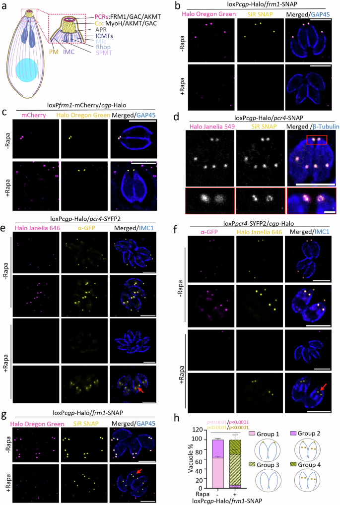 Fig. 1: CGP is required for the apical localization of PCR proteins in the mature conoid complex.