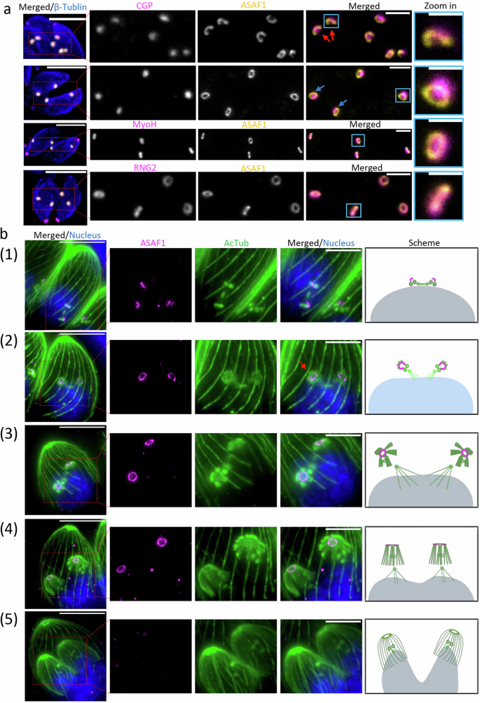 Fig. 3: ASAF1 is a daughter cell specific APR protein formed in a stepwise manner.