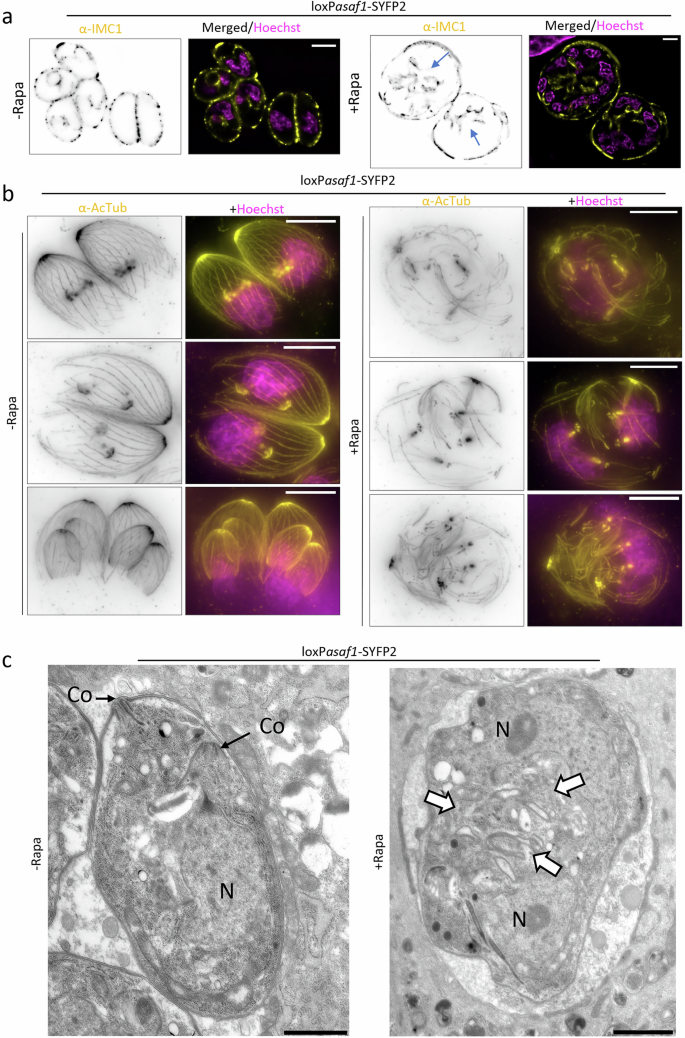 Fig. 4: Depletion of ASAF1 leads to a defect in daughter cell formation.