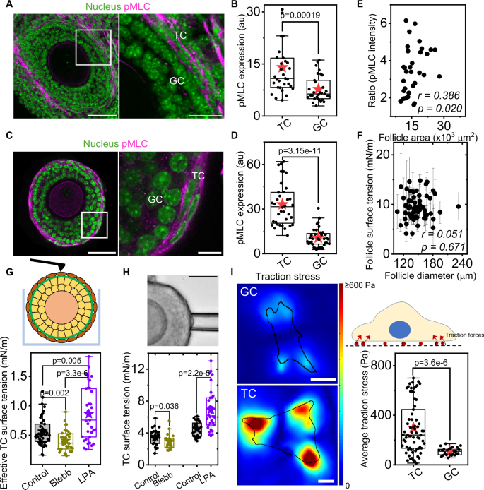 Fig. 1: Ovarian theca cells are highly contractile.