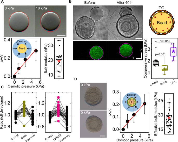 Fig. 2: Theca cells generate compressive stress to regulate follicle size.