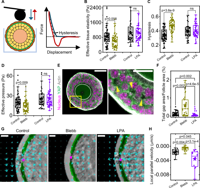 Fig. 3: Reduced compressive stress leads to decreased intrafollicular pressure and apparent follicle elasticity.