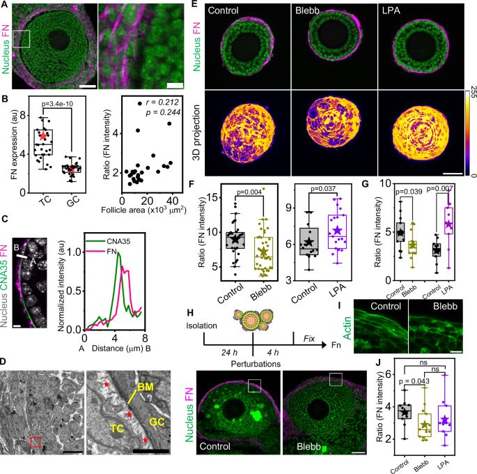 Fig. 4: Theca cell contractility regulates fibronectin expression.