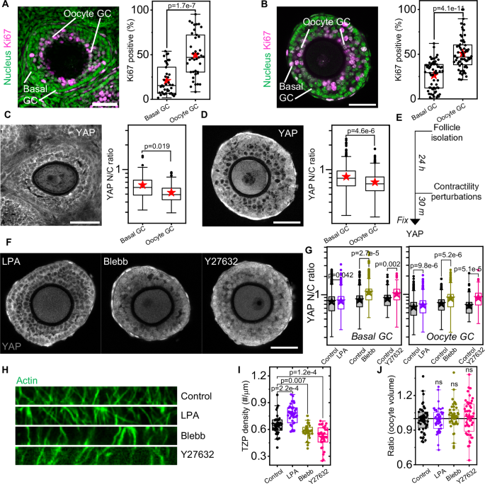 Fig. 5: Transient perturbation of TC contractility impacts YAP signalling of granulosa cells and oocyte-GC communications.