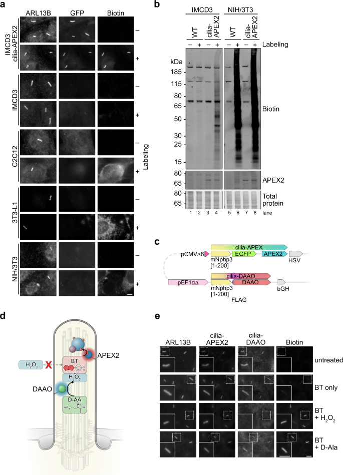 Fig. 1: Background biotinylation in various cell types limits APEX-based proximity labeling applications.