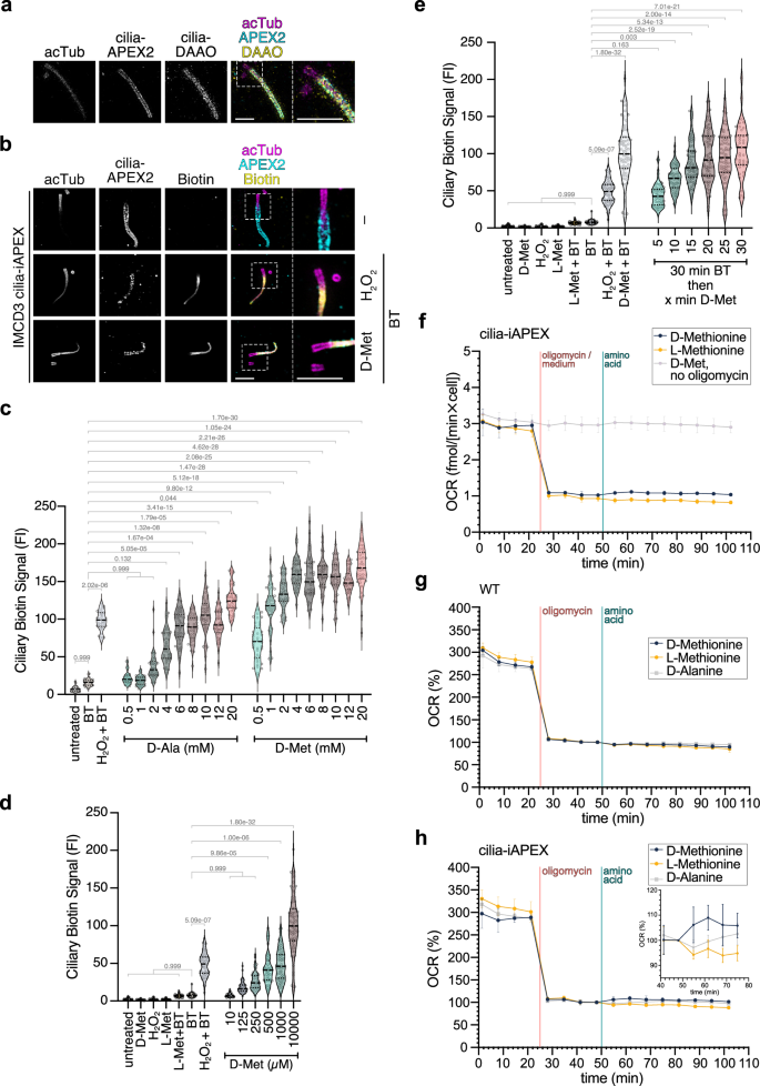 Fig. 2: In situ D-amino acid oxidase-mediated hydrogen peroxide production enables APEX2 proximity labeling.