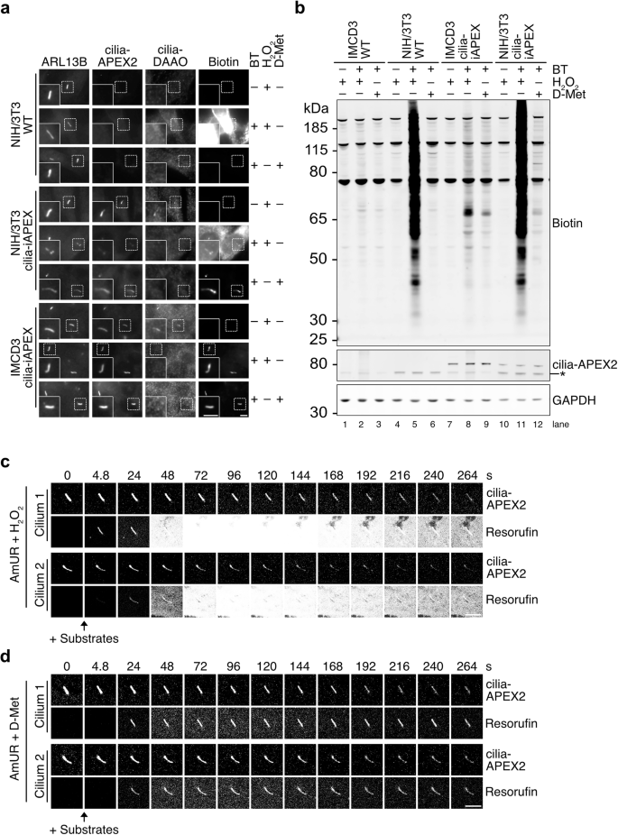 Fig. 3: iAPEX enables cilia-specific biotinylation in NIH/3T3 bypassing high cellular background.