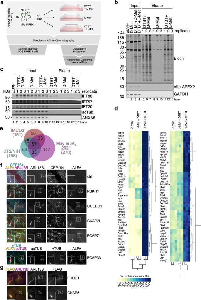 Fig. 5: iAPEX allows specific quantitative primary cilia mapping in NIH/3T3 cells.