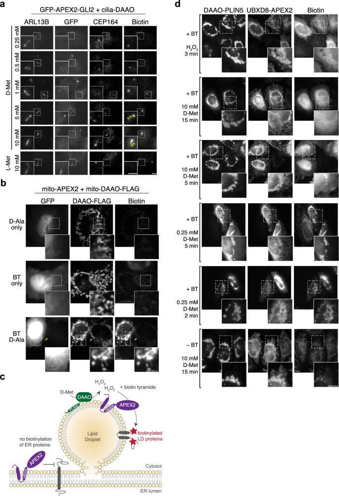Fig. 6: iAPEX enables locally restricted biotinylation of cilia tips, mitochondria and lipid droplets.