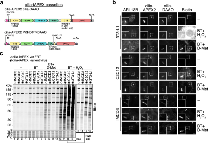 Fig. 7: Establishing iAPEX-based proximity labeling in previously inaccessible cell types.