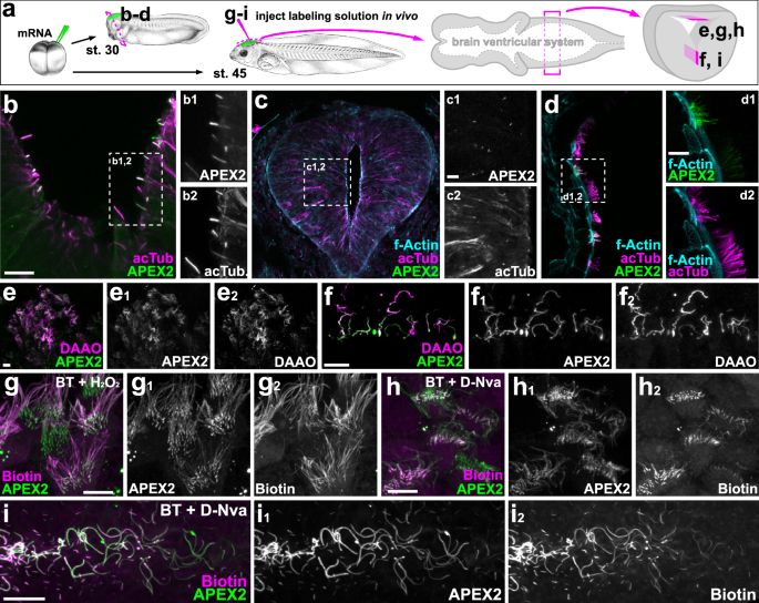Fig. 8: cilia-iAPEX-based proximity labeling biotinylates primary and motile cilia in Xenopus laevis.
