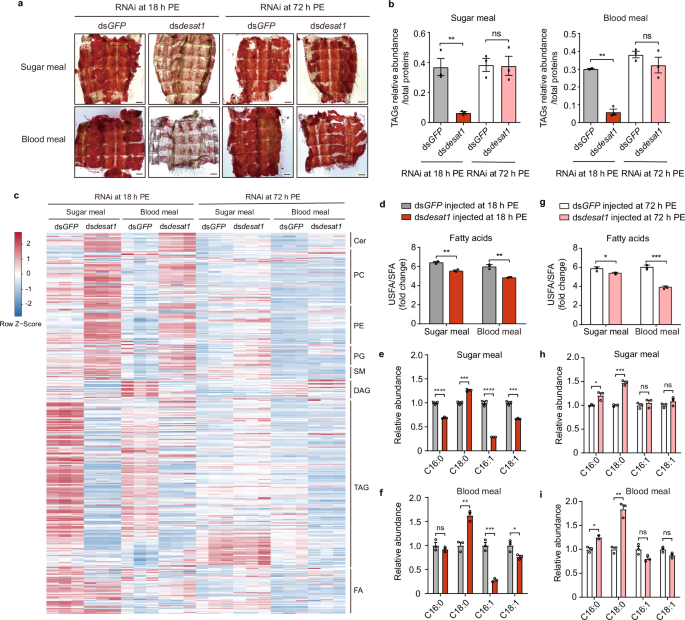 Fig. 2: desat1 silencing significantly alters lipid composition of newly emerged female mosquitoes.