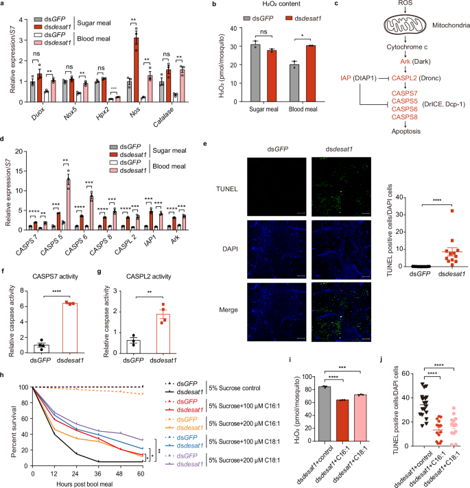 Fig. 3: Silencing desat1 of newly-emerged female mosquitoes induces ROS production and cell apoptosis.