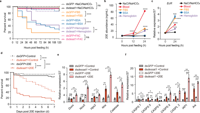 Fig. 4: Host blood proteins induce mortality in early desat1-silenced female mosquitoes by activating the 20E pathway.