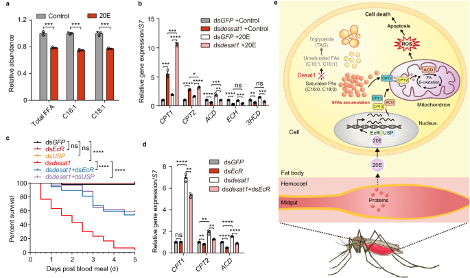 Fig. 5: 20E promotes fatty acid oxidation in early desat1-silenced female mosquitoes.