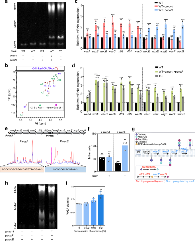 Fig. 2: EcaR plays a central role in surface polysaccharide synthesis together with mcr-1 in E. coli.