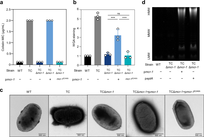 Fig. 3: Catalytic activity of MCR-1 is essential for surface polysaccharide synthesis and colistin resistance.
