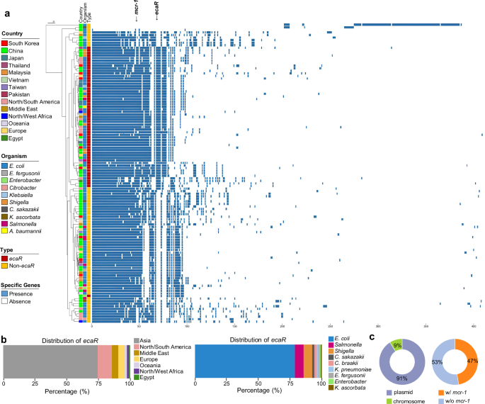 Fig. 4: Global prevalence and distribution of ecaR among mcr-harboring plasmids and Enterobacterales.